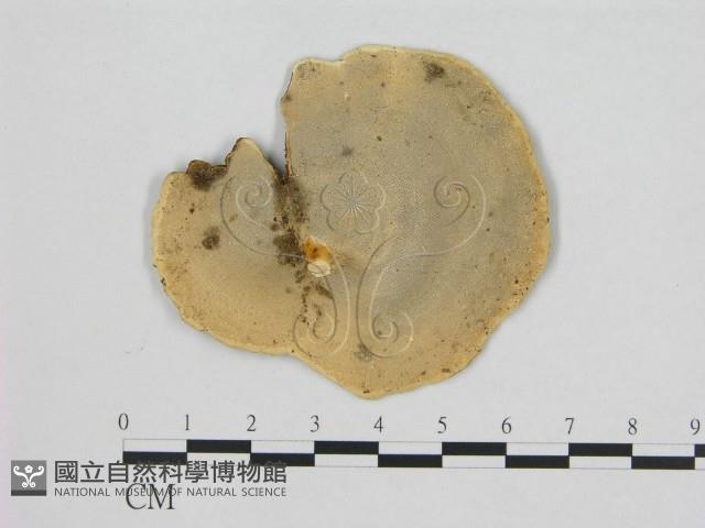 相鄰小孔菌藏品圖，第3張