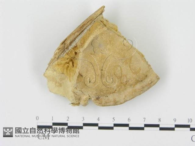 松生擬層孔菌藏品圖，第1張