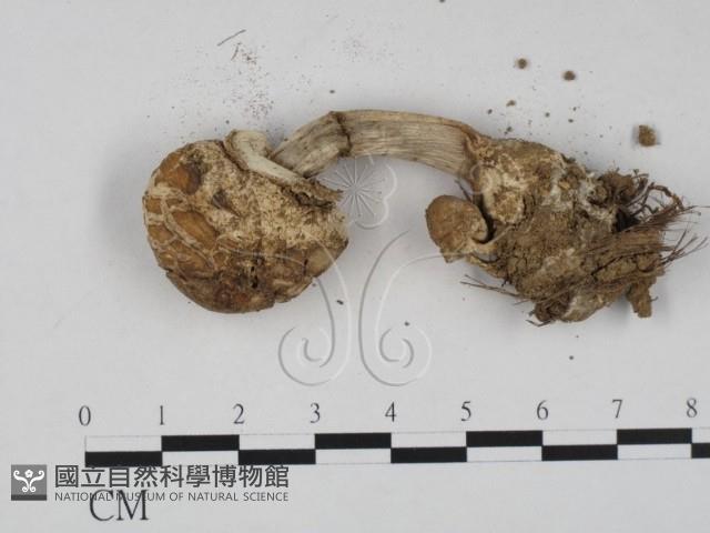 登錄號:F0020791藏品圖，第3張