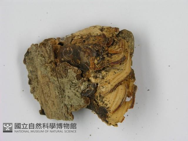 登錄號:F0010791藏品圖，第3張