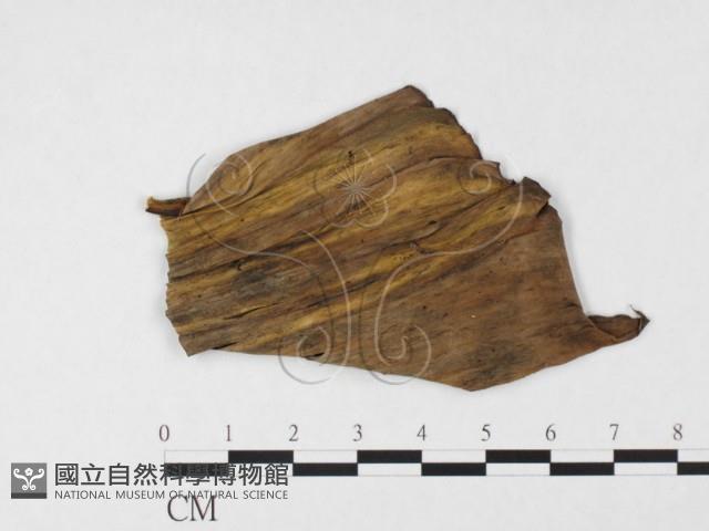 登錄號:F0026791藏品圖，第1張