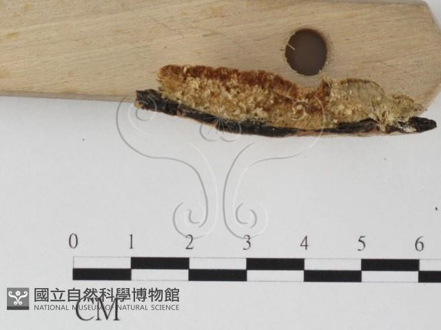 登錄號:F0006791藏品圖，第3張