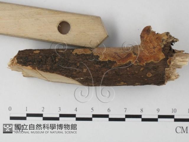 館號:F0021791藏品圖，第3張