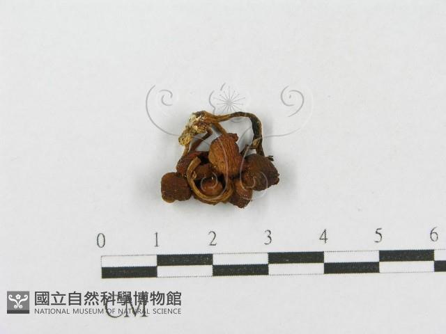登錄號:F0001791藏品圖，第3張