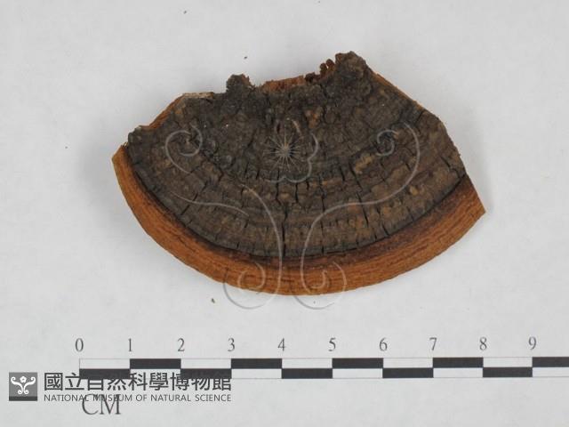 登錄號:F0024791藏品圖，第3張