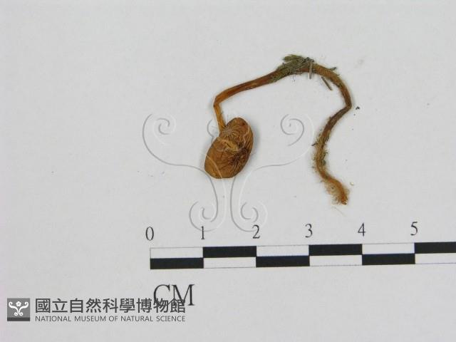 小菇屬藏品圖，第3張