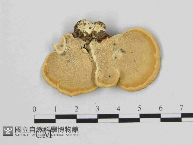 小孔菌屬藏品圖，第3張