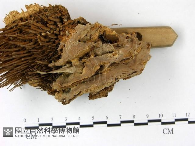 登錄號:F0022791藏品圖，第3張