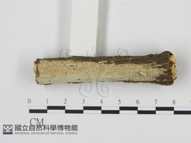 登錄號:F0012791藏品圖，第3張
