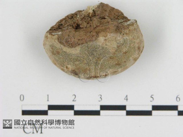 登錄號:F0007791藏品圖，第3張