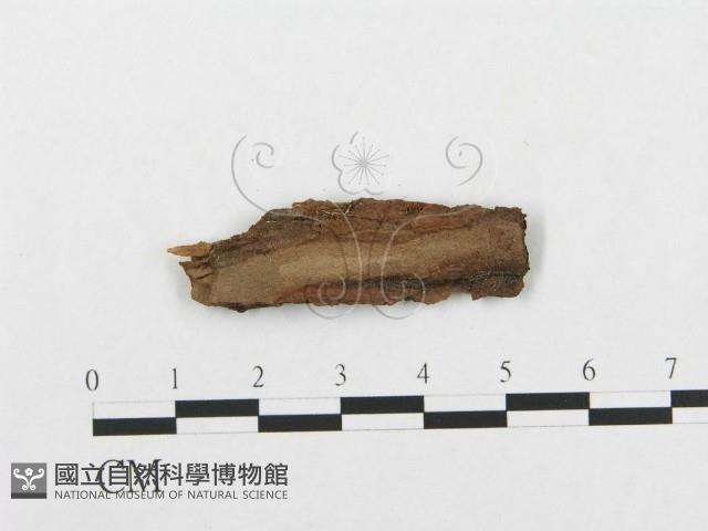 登錄號:F0017791藏品圖，第3張