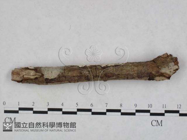 登錄號:F0023791藏品圖，第3張