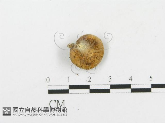 登錄號:F0003791藏品圖，第3張