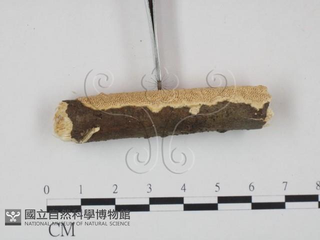 登錄號:F0013791藏品圖，第3張