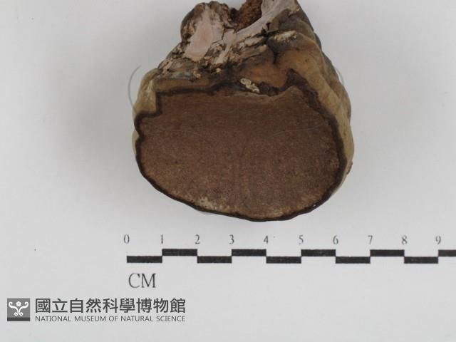 登錄號:F0030591藏品圖，第3張