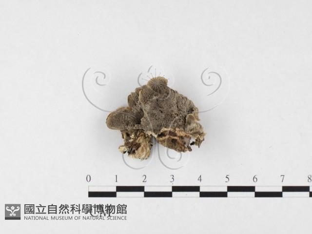 登錄號:F0026591藏品圖，第3張