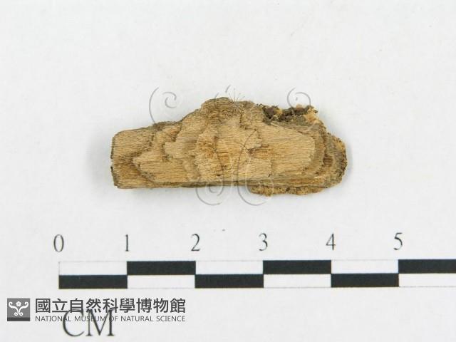 登錄號:F0006591藏品圖，第3張