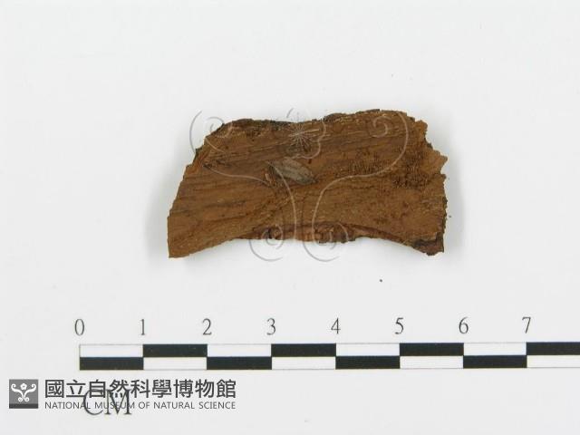 登錄號:F0016591藏品圖，第3張
