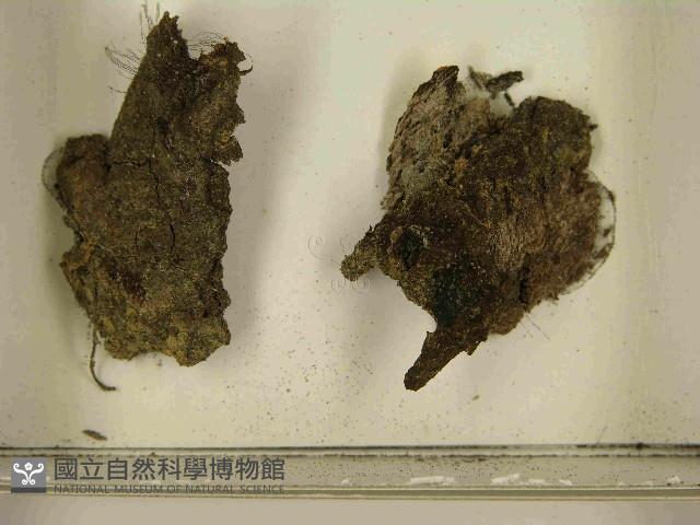 登錄號:F0021591藏品圖，第3張