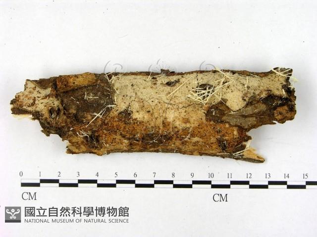 登錄號:F0001591藏品圖，第3張