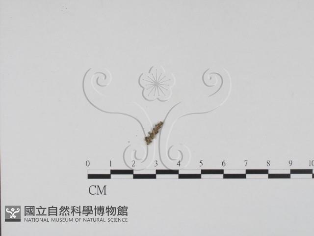 登錄號:F0011591藏品圖，第3張