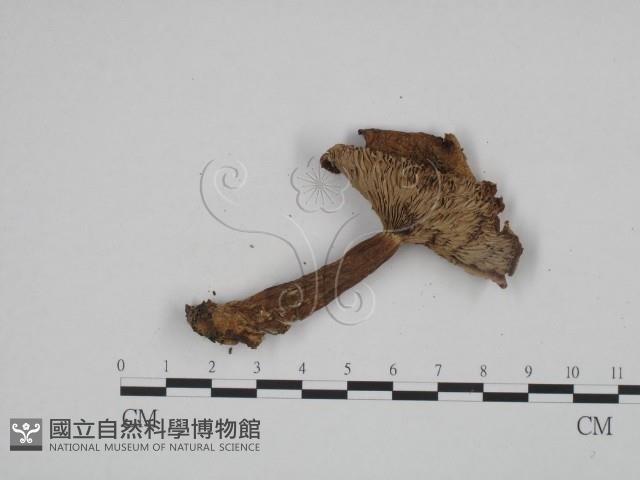 登錄號:F0024591藏品圖，第3張