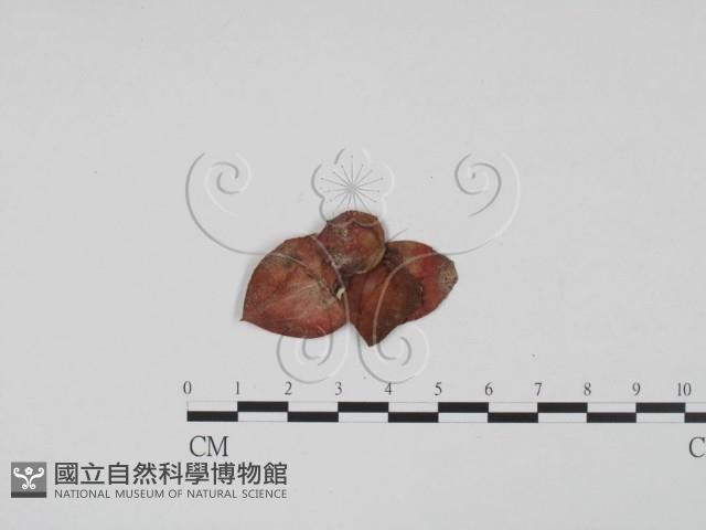 登錄號:F0002591藏品圖，第3張