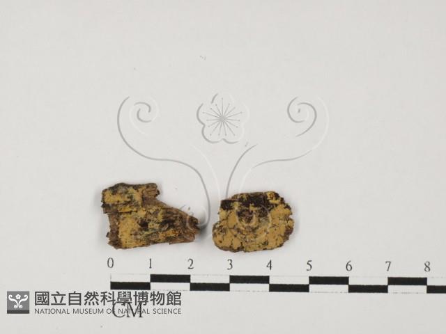 登錄號:F0027591藏品圖，第3張