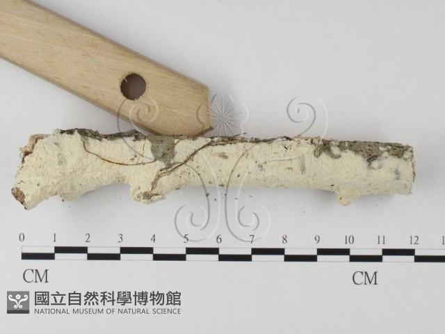 絲齒菌屬藏品圖，第3張