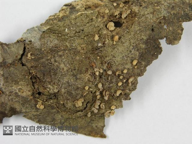 登錄號:F0005591藏品圖，第3張