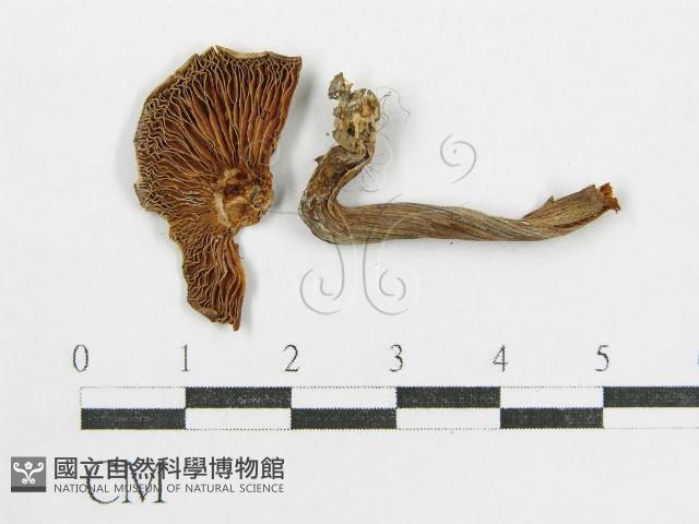 登錄號:F0015591藏品圖，第3張