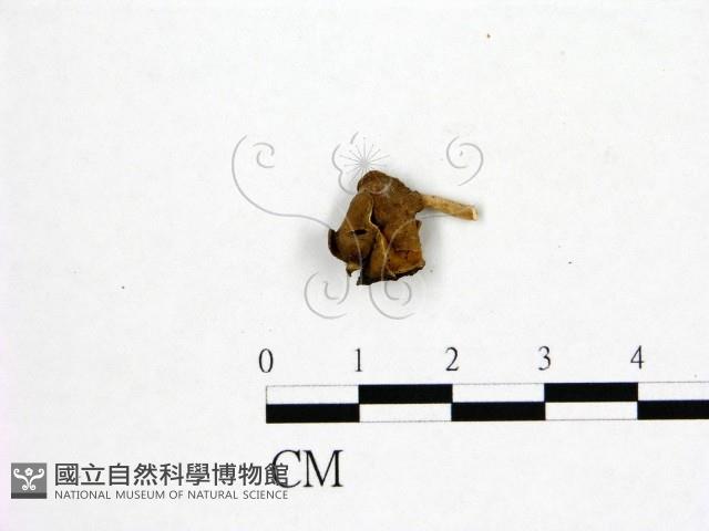 登錄號:F0019591藏品圖，第3張