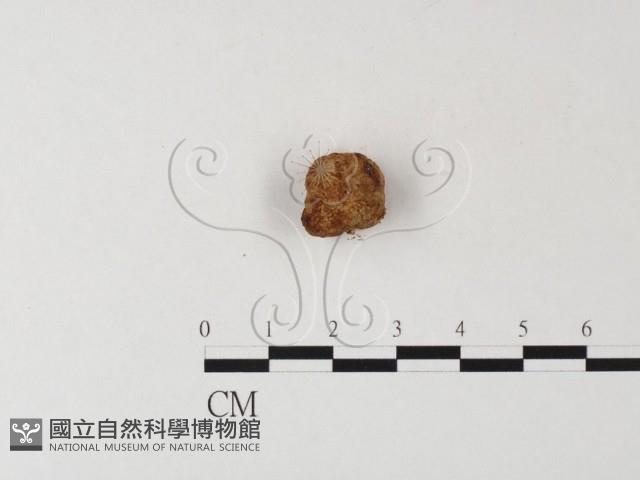 登錄號:F0023591藏品圖，第3張