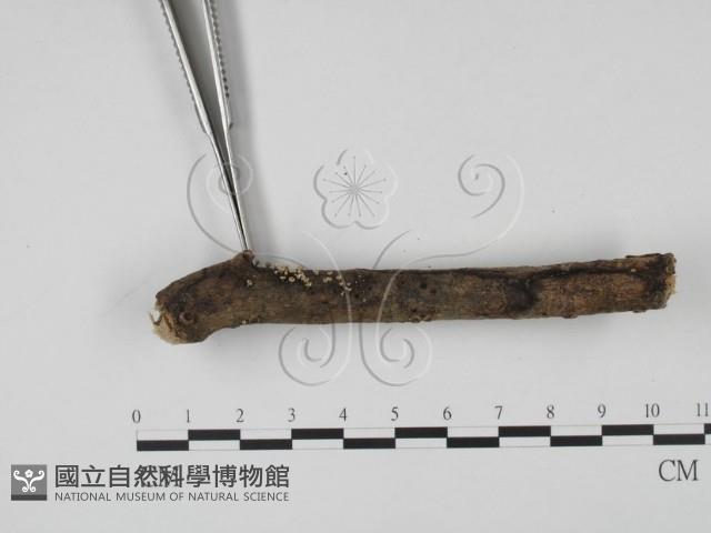 登錄號:F0020191藏品圖，第3張