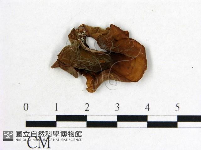 木耳屬藏品圖，第3張