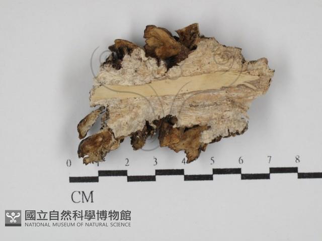 雲芝藏品圖，第3張