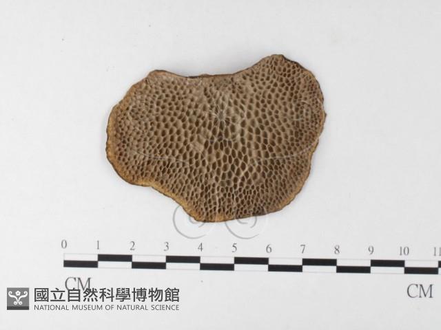 登錄號:F0026191藏品圖，第1張