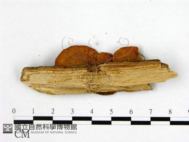 登錄號:F0006191藏品圖，第3張