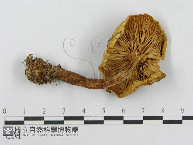 登錄號:F0016191藏品圖，第3張