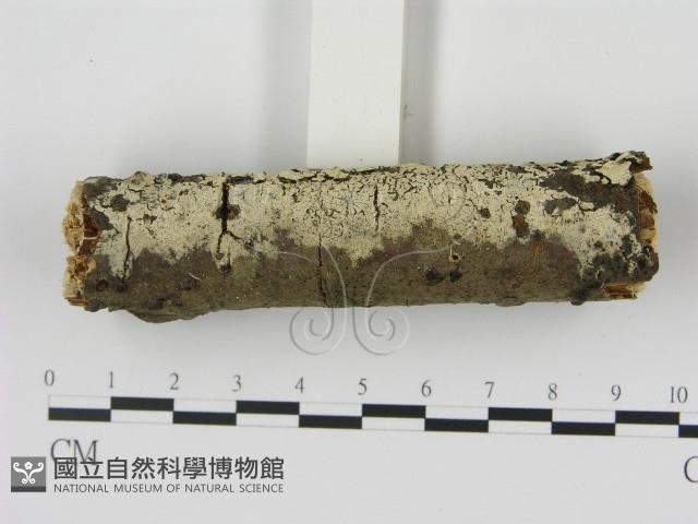 剛毛絲皮菌藏品圖，第3張