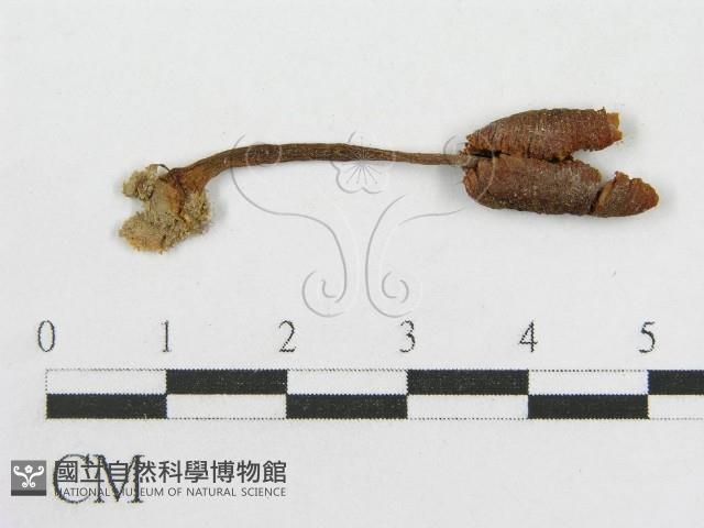 粉褶菌屬藏品圖，第3張