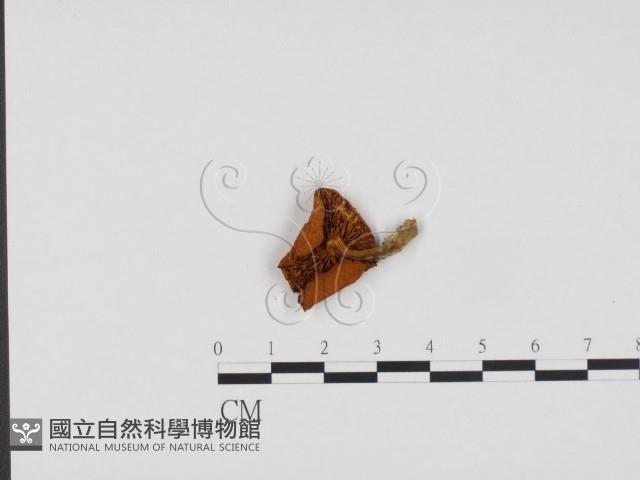登錄號:F0024191藏品圖，第3張