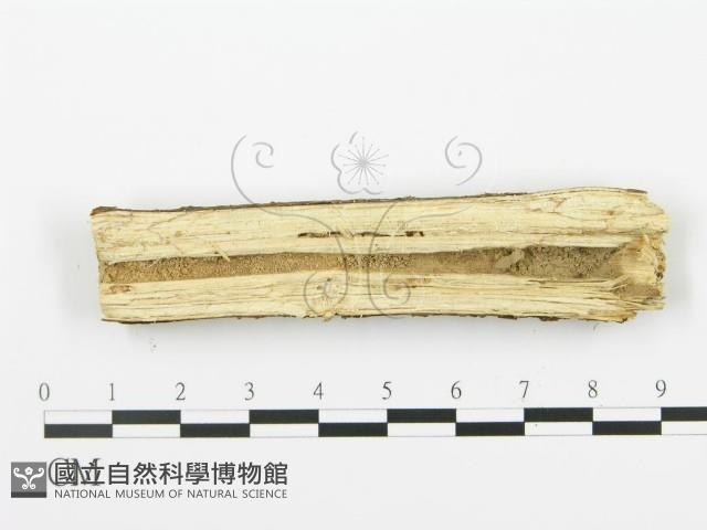 射脈菌屬藏品圖，第3張