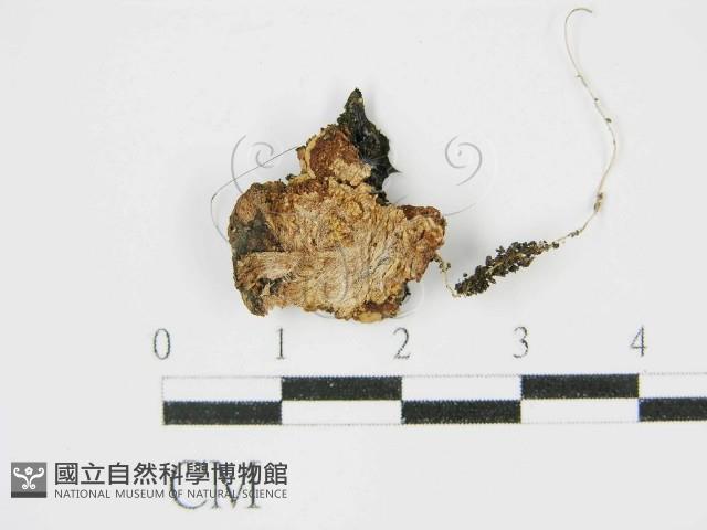 登錄號:F0014191藏品圖，第1張