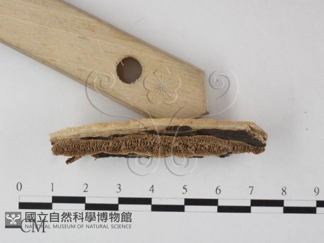 登錄號:F0022191藏品圖，第3張