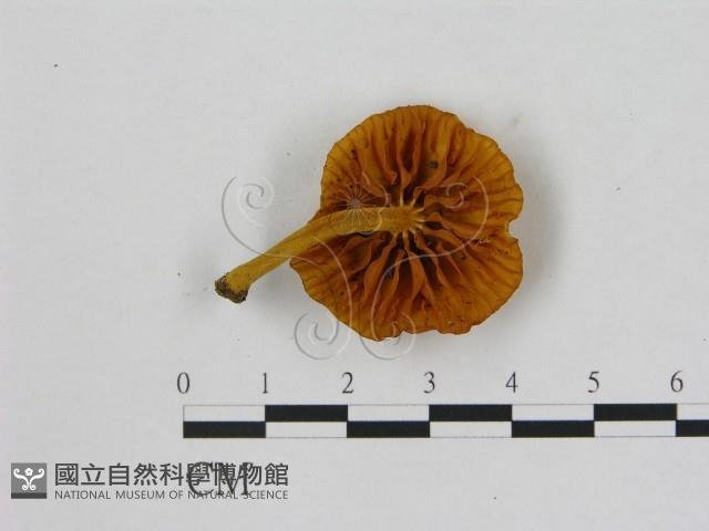 小菇屬藏品圖，第3張