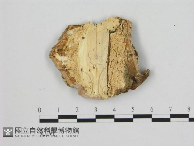 登錄號:F0007191藏品圖，第3張