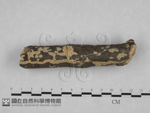 登錄號:F0025191藏品圖，第3張