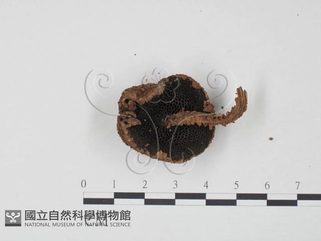 登錄號:F0013191藏品圖，第3張