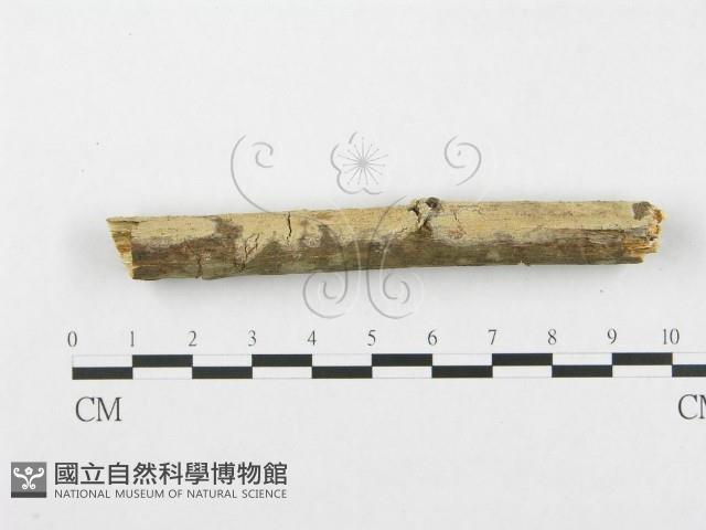 銳岩菌屬藏品圖，第3張